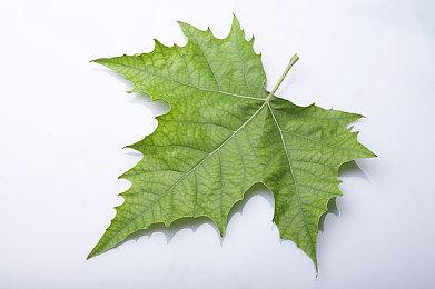 《最终幻想16》开发者介绍DLC长度与设定细节